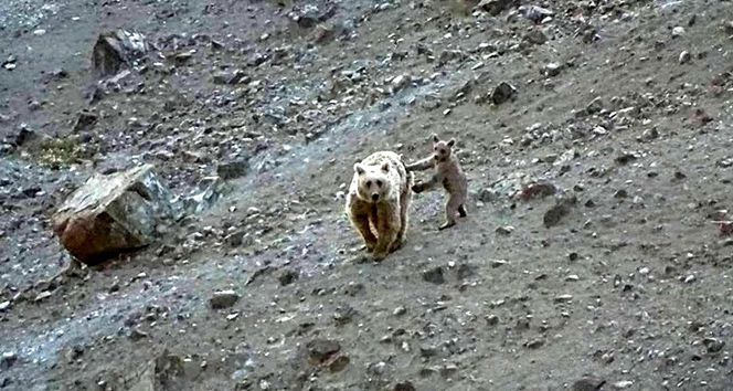 Anne boz ayı ve yavrusu, yiyecek ararken görüntülendi