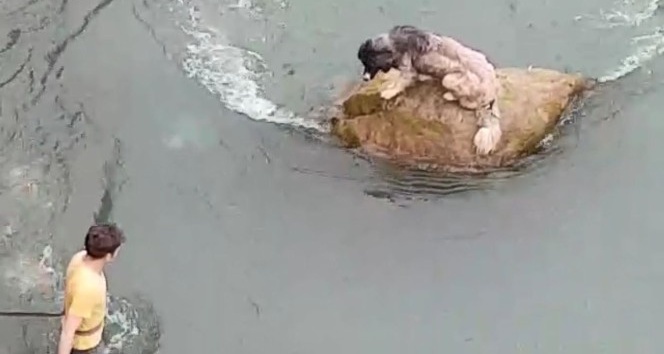 Harşit Çayı içindeki kayada mahsur kalan köpeği vatandaşlar böyle kurtardı