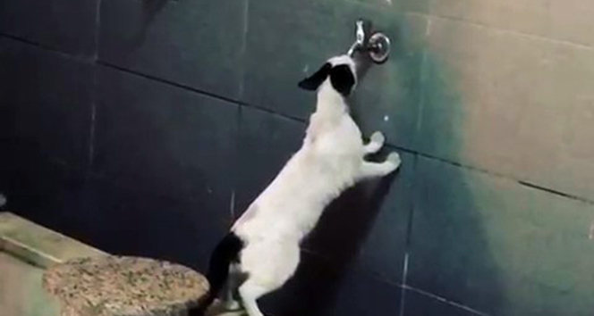 Sıcaktan bunalan sevimli kedi akmayan musluktan su içmeye çalıştı