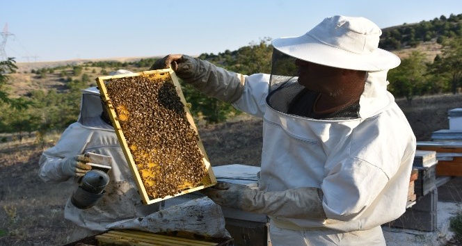 Arı zehrinin kilosu 500 bin Türk Lirası