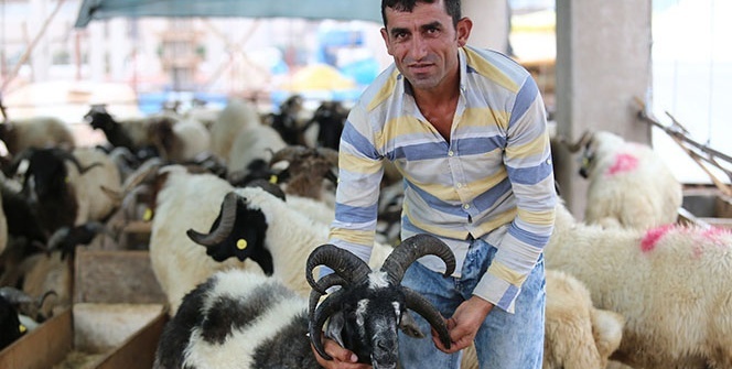 5 boynuzlu koç ilgi odağı oldu