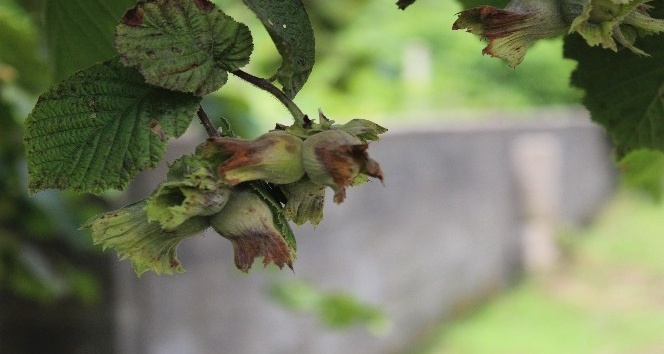 Giresun’da üretici 3 Ağustos’ta bahçeye girecek