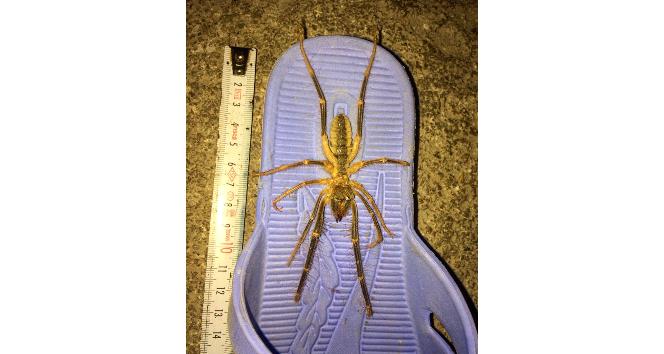 13 santimetre uzunluğundaki zehirli örümcek tedirgin etti