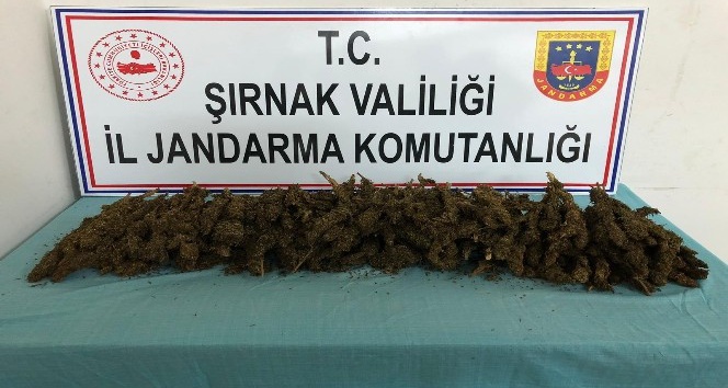 Şırnak’ta 3 kilo 702 gram esrar ele geçirildi