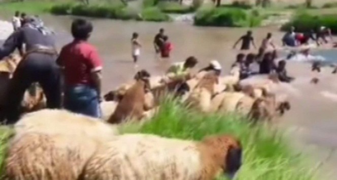 Siirt’te koyunları sudan geçirme geleneği sürüyor