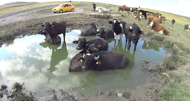 Kurbanlık mandaların çamur keyfi