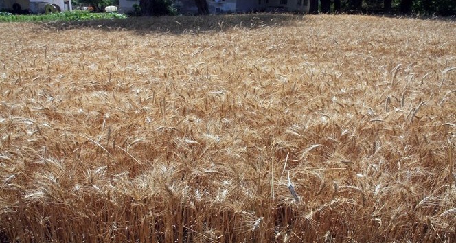 Buğdayda kullanılan mikoriza mantarı ile verim yüzde 20 arttı