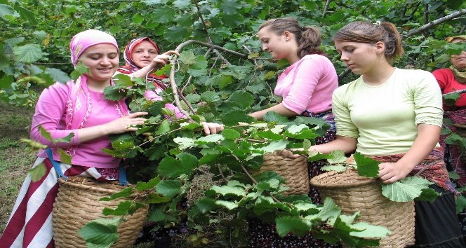 Fındık üreticisine hasat uyarısı