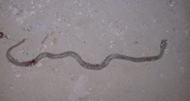 Yüksekova’da mahallede yılan paniği