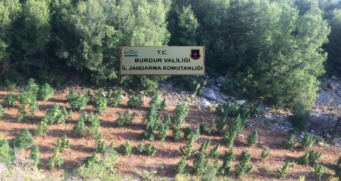 Burdur’da ormanlık alandaki kenevir tarlasına jandarma baskını