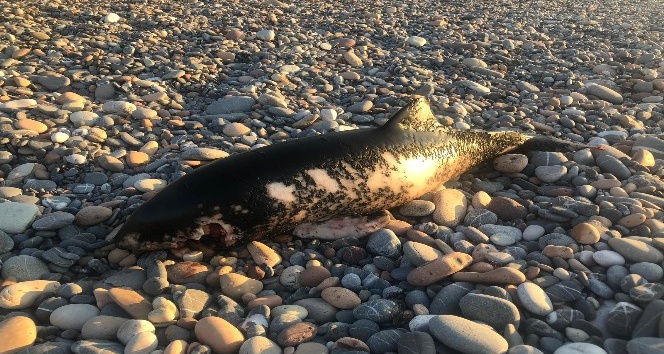 Kastamonu sahilinde ölü yunus balığı bulundu