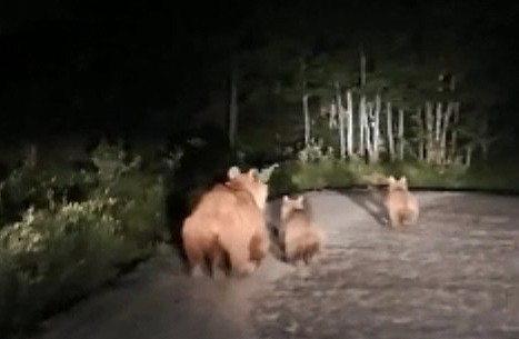 Nemrut Dağı’nda boz ayı ve yavruları görüntülendi