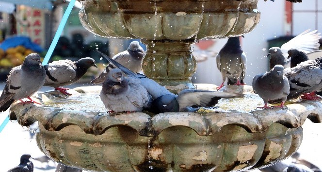 Sıcaktan bunalan güvercinler süs havuzunda serinliyor