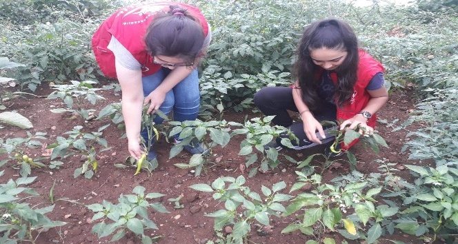 Gençler hobi bahçesinde toprakla buluşup üretim yapıyor