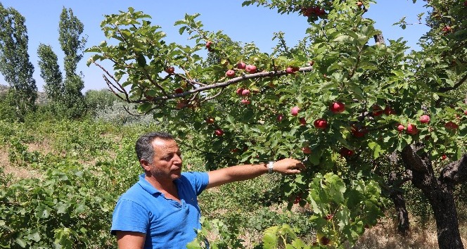 Niğde’de yazlık elma pazarda alıcılarını bekliyor