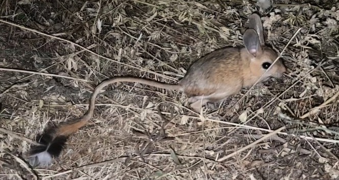 Bitlis’te görülen kanguru faresi şaşırttı