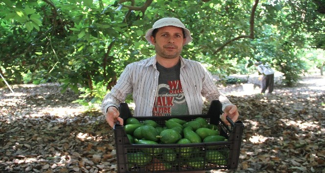 Alanya’da hasadı başlanan avokadoda hedef 50 milyon adet