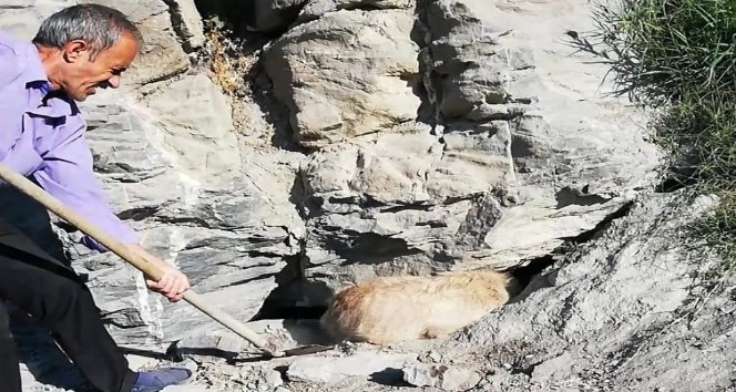 Kayalıklarda sıkışan köpek kurtarıldı