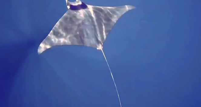 Gökçeada'da manta vatozu görüntülendi