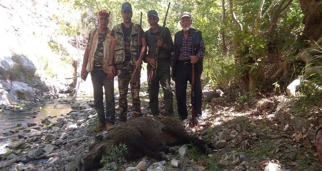 Karaman’da yaban domuzlarına karşı sürek avları devam ediyor