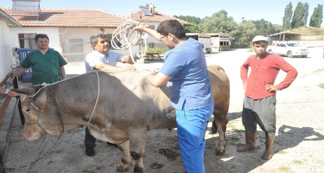 Kazasız ve kolay kurban kesimi için ‘Ruef ve Mide Düğümü’ tekniği