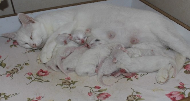 Van kedisinden rekor doğum