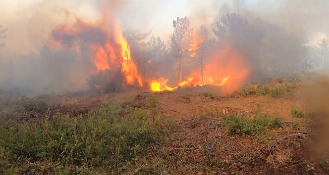Ciğerlerimiz yanıyor |Bir haftada 105 orman yangını