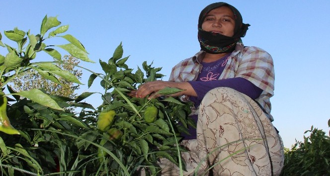 Mevsimlik tarım işçileri insanca yaşamak istiyor