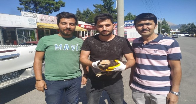 Tarlada çalışan işçilerin bulduğu yaralı delice kuşu DKMP’ye teslim edildi