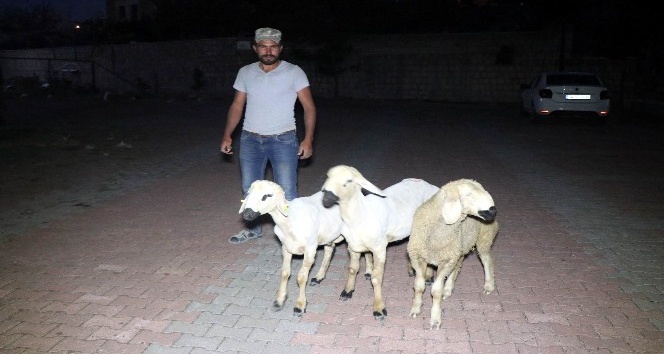 Çadırdan kaçan koyunları polis ekipleri sahibine teslim etti