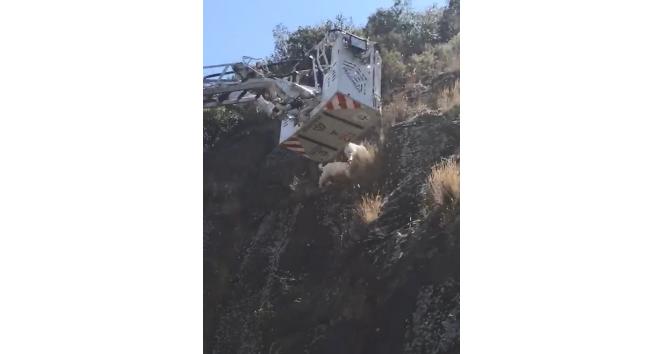 Uçurumda mahsur kalan keçileri itfaiye kurtardı
