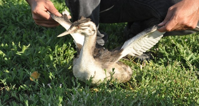 Bahri kuşu tedavisinin ardından doğaya bırakıldı