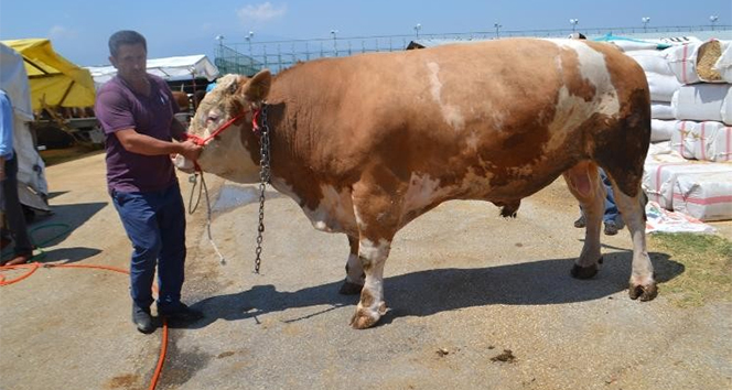 1,5 tonluk tosun 29 bin TL'ye satıldı