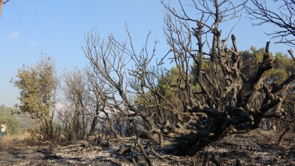Saatler süren söndürme çalışmalarının ardından Orman Koordinasyon Müdürlüğü tarafından yapılan açıklamada, yangının sabah saatlerinde havadan da müdahale ile kontrol altına alındığı belirtildi. 