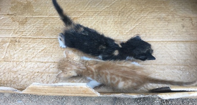 (Özel) Yangının çıktığı binada mahsur kalan 2 yavru kediyi itfaiye kurtardı