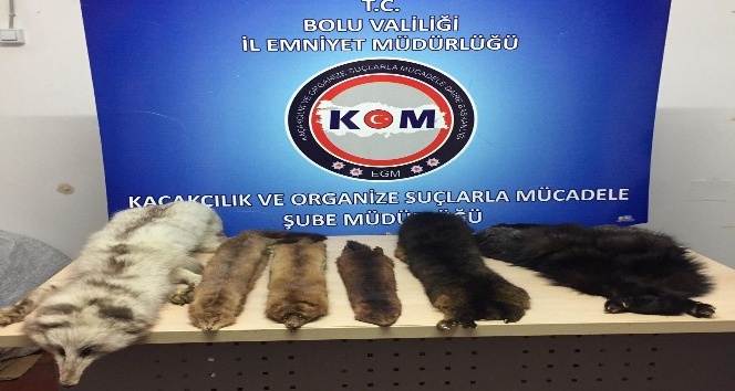 Bolu’da yabani hayvan postu operasyonu