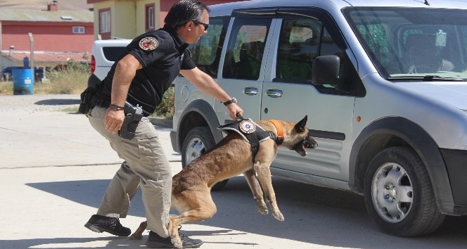 Dedektör köpekler zehir tacirlerinin korkulu rüyası oldu