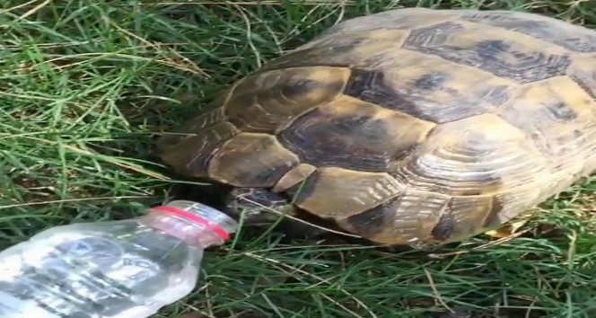 Sıcaktan bunalan kaplumbağaya su içirdi