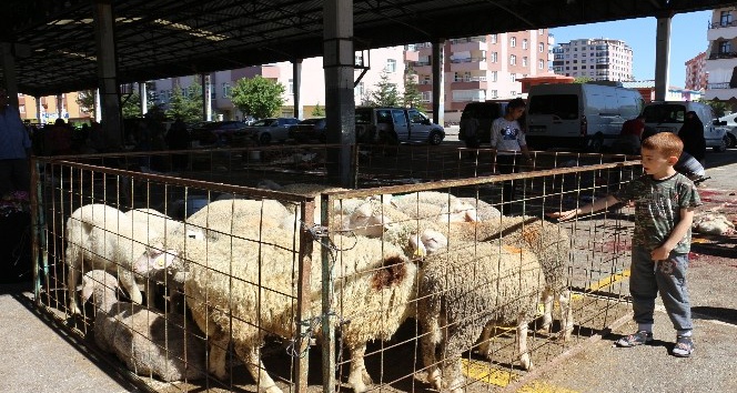 Elde Kalan Kurbanlıkları Et Ve Süt Kurumu Satın Alacak İstanbul