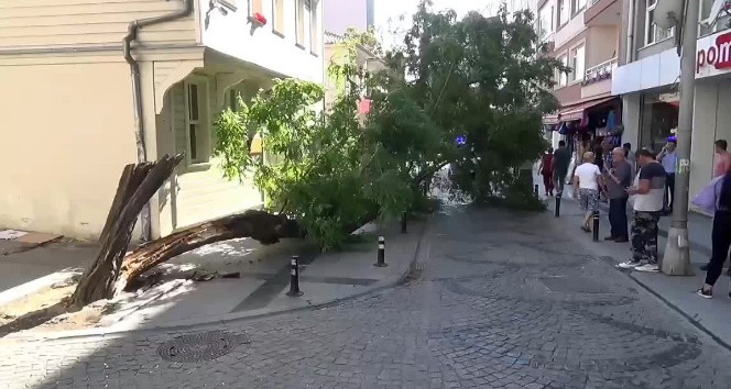 (ÖZEL) Silivri’de yıkılan ağaç caddeyi trafiğe kapattı