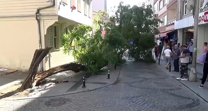 Silivri’de yıkılan ağaç caddeyi trafiğe kapattı