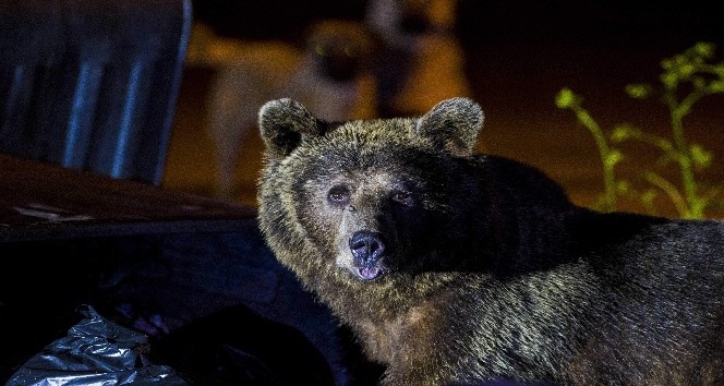 (Özel) Uludağ’da yiyecek bulmak isteyen ayılar yerleşim bölgesine indi