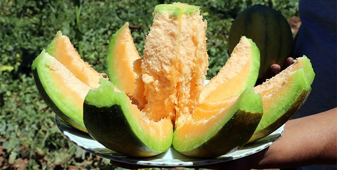 Yozgat’ta yetişiyor, şekli kavuna tadı muza benziyor