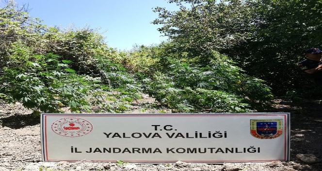 Yalova’da uyuşturucu operasyonu