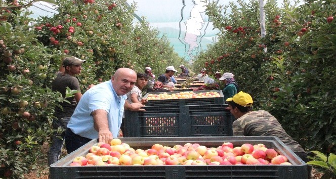 Türkiye’nin elma deposu Karaman’da erkenci elma hasadı başladı