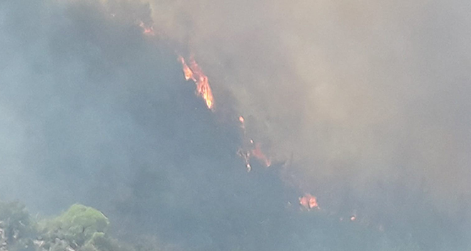 Milas’taki orman yangını tarım arazilerine sıçradı