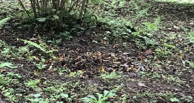 Giresun’da dalındaki fındıkları çaldılar