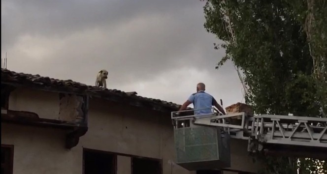 Çatıda mahsur kalan köpeği itfaiye kurtardı