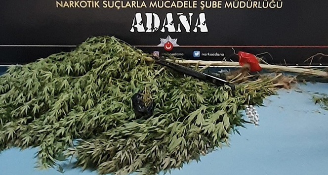 Meyve bahçesine Hint keneviri ektiler