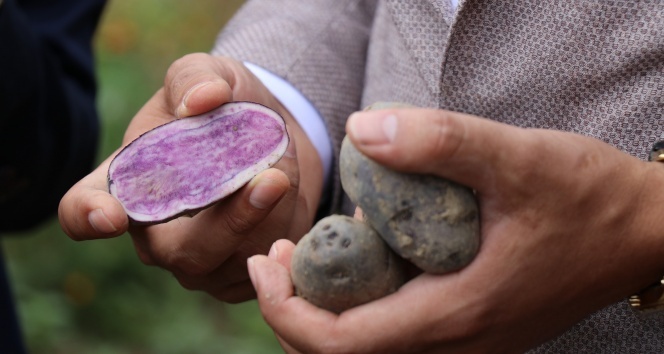Bolu’da obezite, kanser düşmanı mor patates ilk kez topraktan çıkarıldı